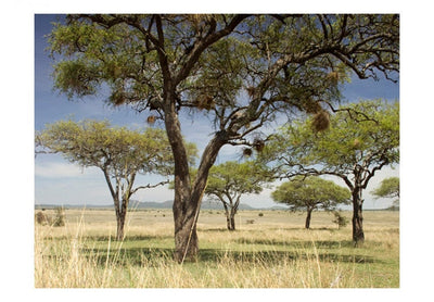 Fototapetes 61387 Serengeti, Āfrika G-ART