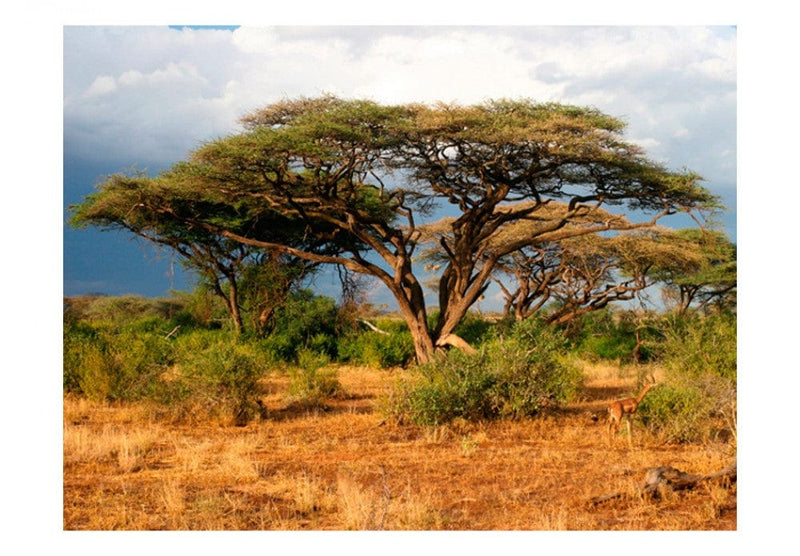Fototapetes 61397 Samburu nacionālais rezervāts G-ART
