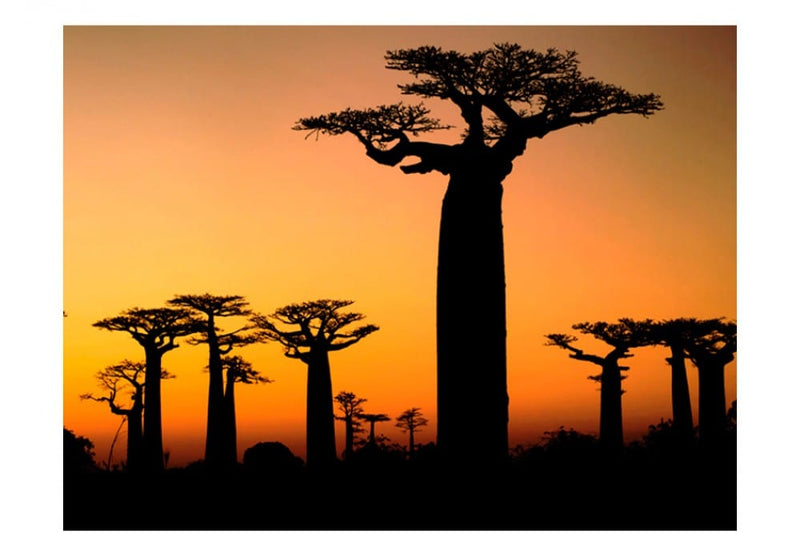 Fototapetes 61398 Baobabs G-ART