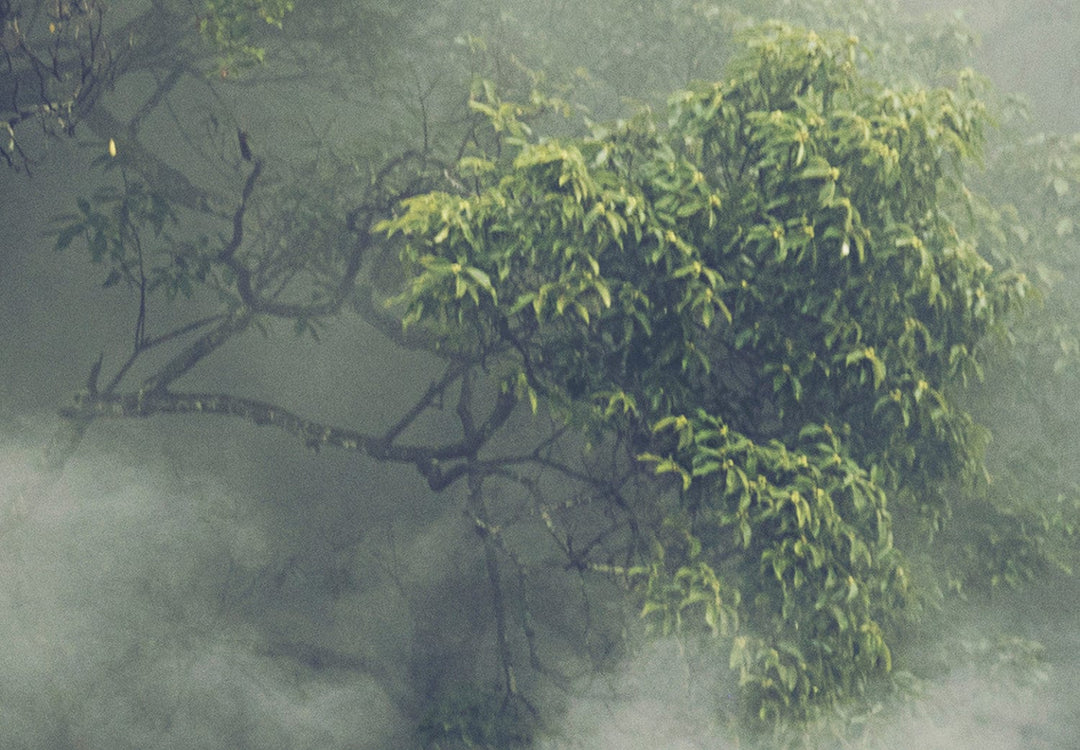 Fototapetes ar miglainu tropisku mežu - zaļos toņos G-ART