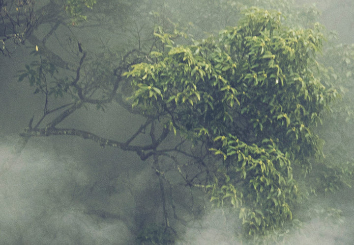 Fototapetes ar miglainu tropisku mežu - zaļos toņos G-ART