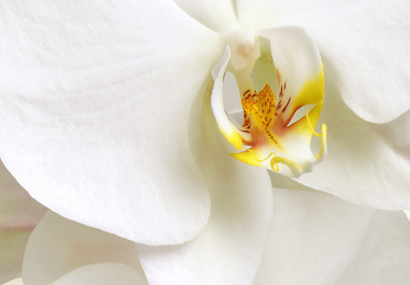 Fototapetes ar baltam orhidejām -  Skaisti orhidejas ziedi - 114514 G-ART