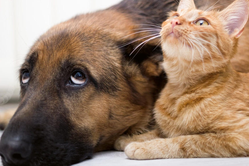 Fototapetes ar dzīvniekiem - Kaķi un suns, D549, 375x250 cm D-ART