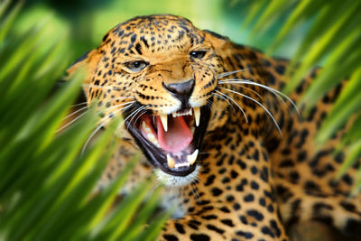 Fototapetes ar dzīvniekiem - Leopards džungļos, D550, 375x250 cm D-ART