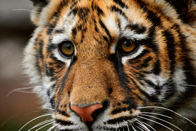 Fototapetes ar dzīvniekiem - Skaists tīģeris, D542, 375x250 cm D-ART