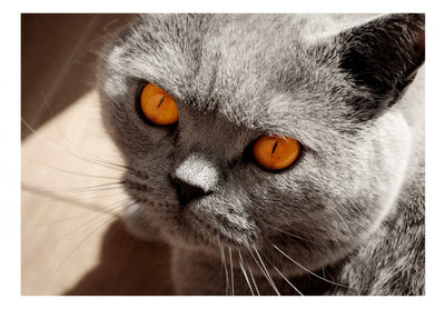 Fototapetes ar kaķi - Figaro kaķis, 90088 G-ART