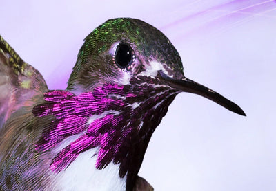 Fototapetes ar lidojošiem kolibri (violetā) 108031 G-ART