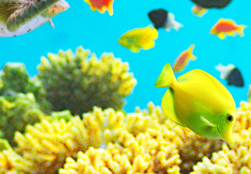 Fototapeet Korallrahuga - veealune maailm, 59999 G -art