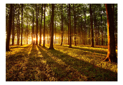 Fototapetes ar mežu - Vasara: rīts mežā, 60495 G-ART