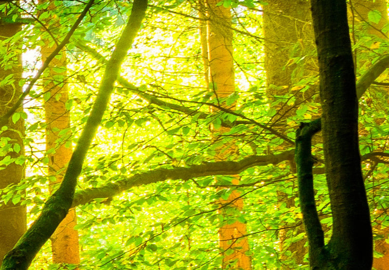 Fototapetes ar saulainu mežu - Meža strauts, 97365 G-ART