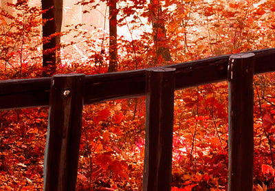Fototapetes ar terasi un meža skatu ugunīgas nokrāsās - Meža terase, 97547 G-ART