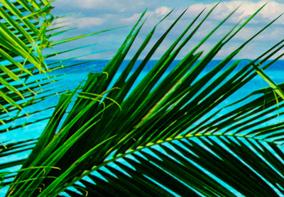 Fototapetes ar tropisko jūru un palmām - Puketas province, 97320 G-ART
