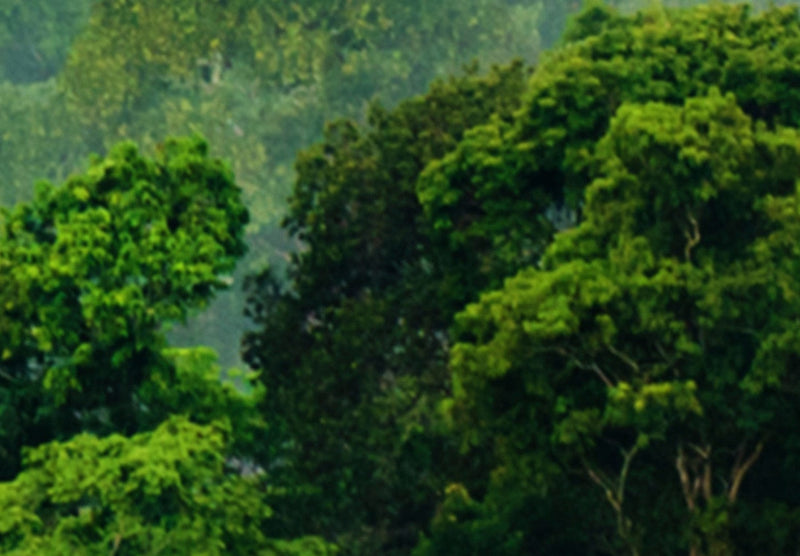 Fototapetes ar tropisko mežu - Rīta miglā, 107656 G-ART