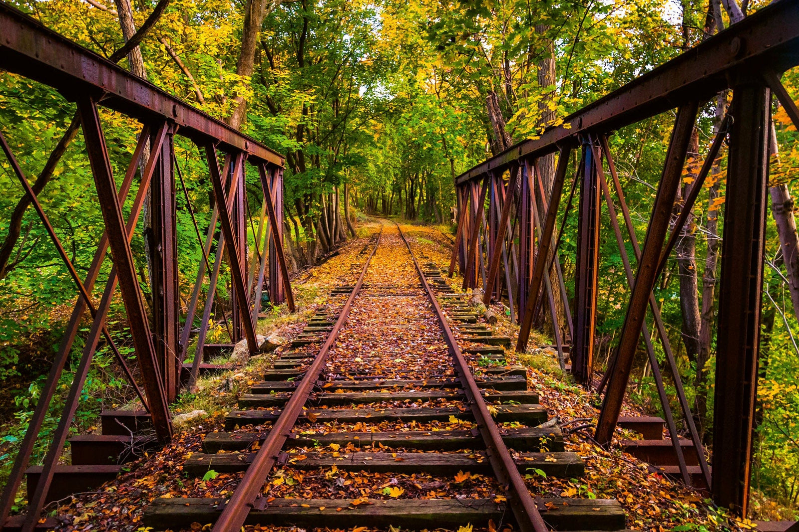 Fototapetes ar pamestu dzelzceļu mežā D-ART