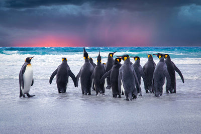 Fototapetes - Karaļa pingvīni Folklenda salās, D478 D-ART