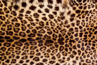 Fototapetes - Leoparda āda D-ART