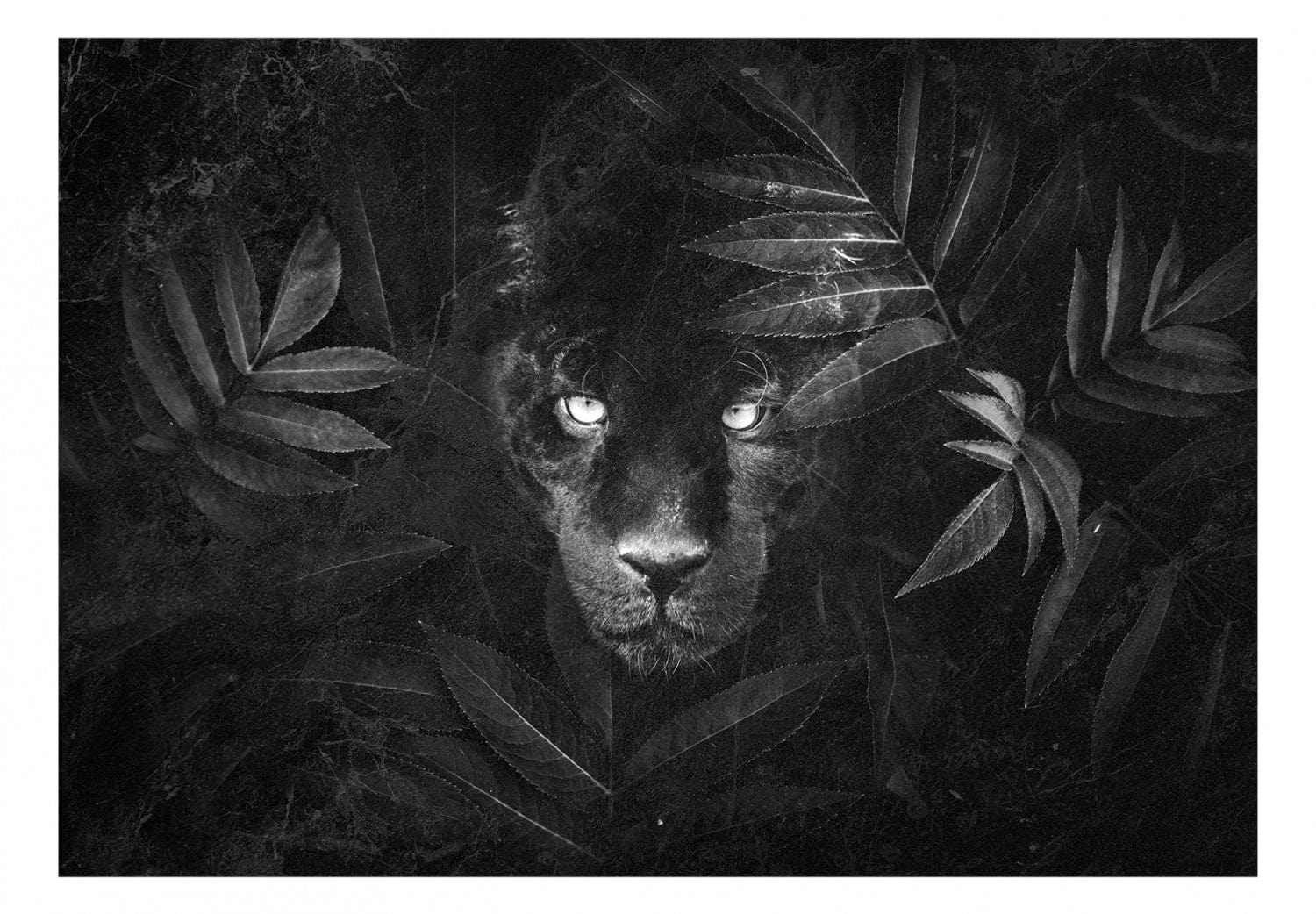 Fototapetes - Melnā pantera G-ART