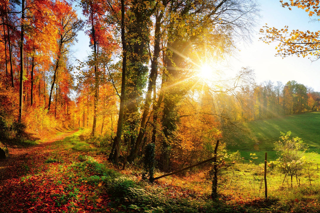 Fototapetes ar rudens mežu - izjūti dabu savas mājās D-ART