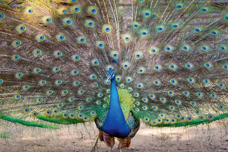 Fototapetes Pāvs ar skaistām spalvām, D406, 375x250 cm D-ART