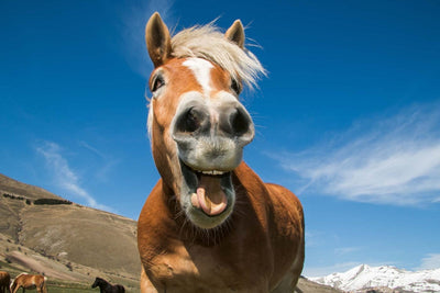 Fototapetes - Smieklīgs zirgs, D421, 375x250 cm D-ART