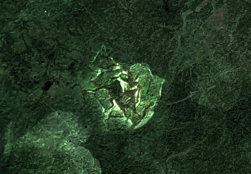 Fototapetes - Tumšās rozes (tumši zaļā krāsā), 143525 G-ART