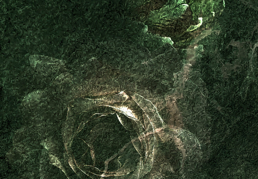 Fototapetes - Tumšās rozes (tumši zaļā krāsā) G-ART