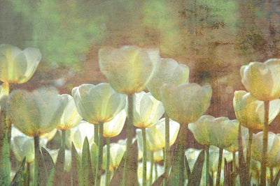 Fototapetes Vintāžas baltas tulpes zaļos toņos - D385 D-ART