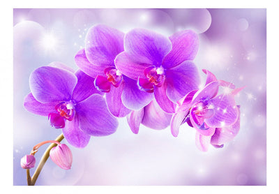 Fototapetes Violetas orhidejas - 106592
