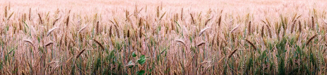 Pašlīmējošas fototapetes virtuvei - Kviešu lauks (260x60 cm) Art4home