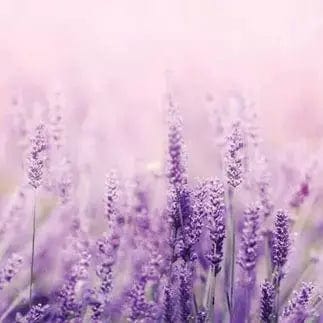 Pašlīmējošas fototapetes virtuvei - Lavanda  (180x60 cm) Art4home