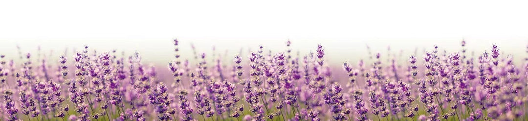 Pašlīmējošas fototapetes virtuvei - Lavandas lauks (260x60 cm) Art4home