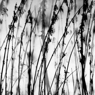 Pašlīmējošas fototapetes virtuvei - Melnbaltā zāle (260x60 cm) Art4home