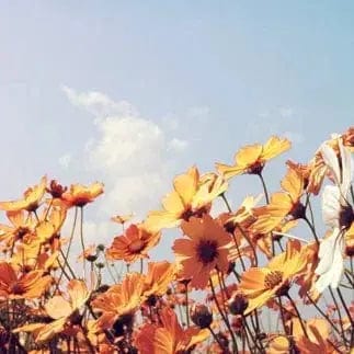 Pašlīmējošas fototapetes virtuvei ar saulainu rakstu - Pavasara pļava (260x60 cm) Art4home