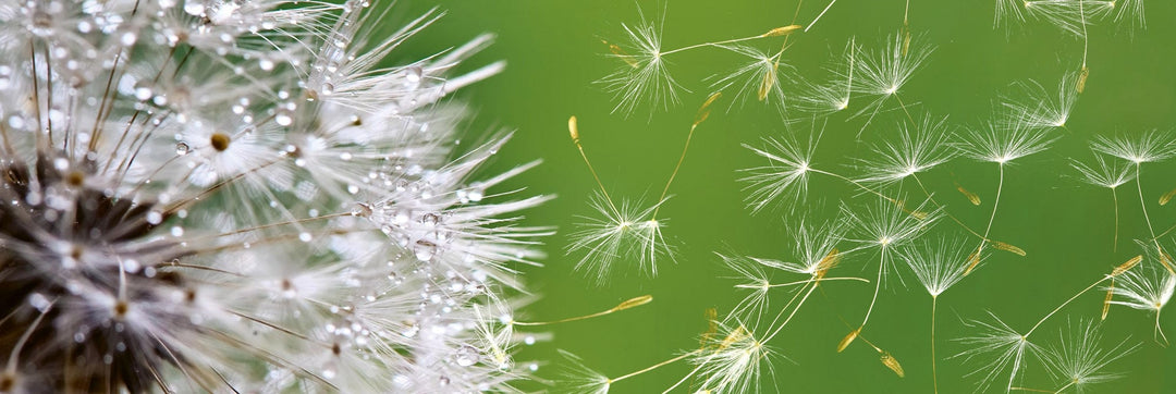 Pašlīmējošas fototapetes virtuvei - Pienene  (180x60 cm) Art4home