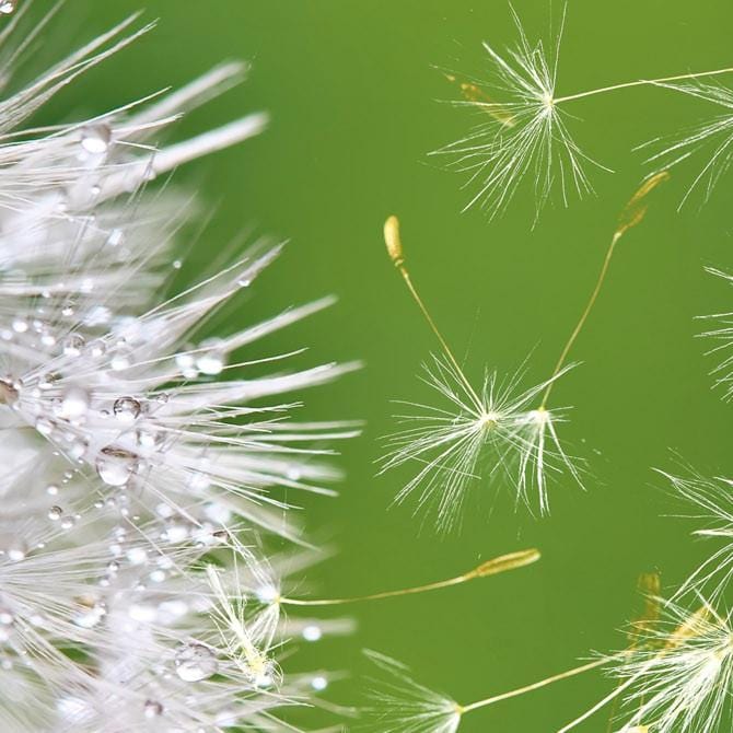 Pašlīmējošas fototapetes virtuvei - Pienene  (260x60 cm) Art4home