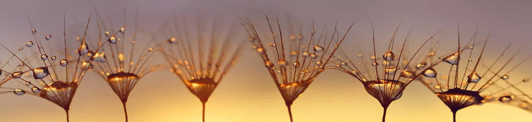 Pašlīmējošas fototapetes virtuvei ar pienenēm - Pilieni uz pienenes (260x60 cm) Art4home