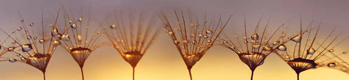 Pašlīmējošas fototapetes virtuvei ar pienenēm - Pilieni uz pienenes (260x60 cm) Art4home