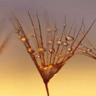 Pašlīmējošas fototapetes virtuvei ar pienenēm - Pilieni uz pienenes (260x60 cm) Art4home