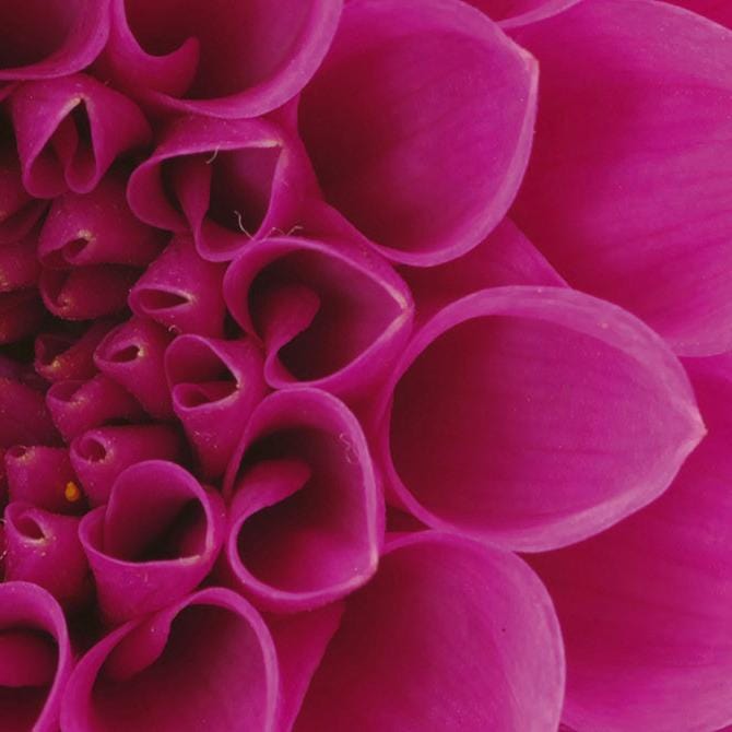 Fototapetes virtuvei ar lamināciju - Rozā dālija  (260x60 cm) Art4home