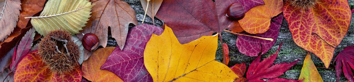Fototapetes virtuvei ar lamināciju  - Rudens lapas  (260x60 cm) Art4home
