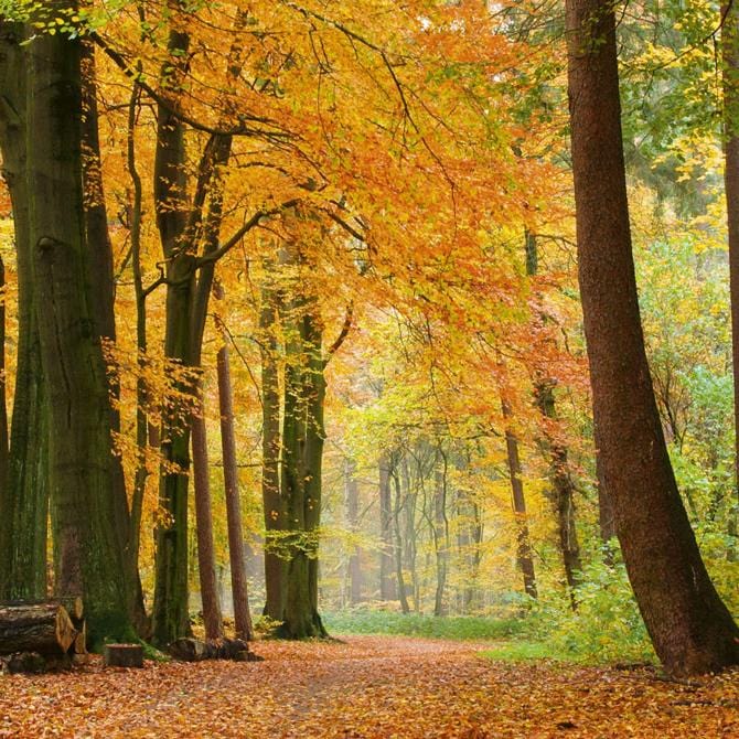 Fototapetes virtuvei ar lamināciju  - Rudens mežs  (260x60 cm) Art4home