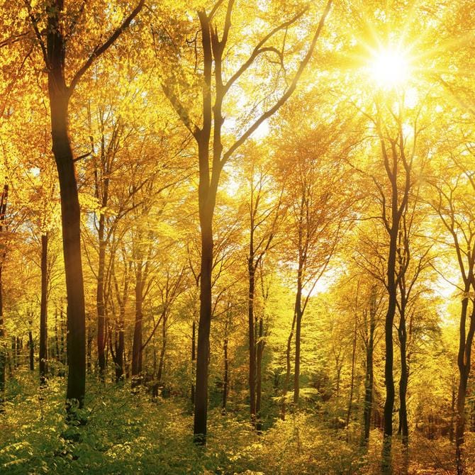 Pašlīmējošas fototapetes virtuvei - Saulains mežs 2 (260x60 cm) Art4home