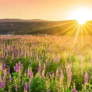 Pašlīmējošas fototapetes virtuvei - Saulriets pļavā (260x60 cm) Art4home