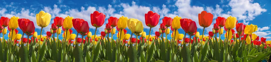 Pašlīmējošas fototapetes virtuvei - Tulpju lauks (260x60 cm) Art4home