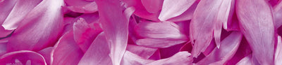 Fototapetes virtuvei ar lamināciju, pašlīmējošas plēve un flizelīns - Violetās ziedlapiņas  (260x60 cm) Art4home