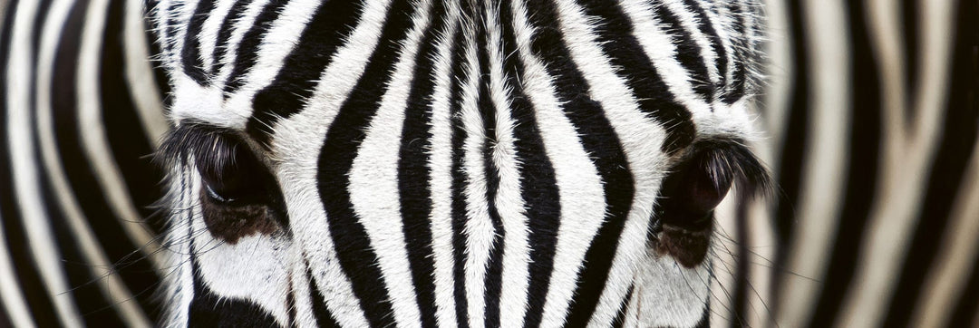 Pašlīmējošas fototapetes virtuvei - Zebra  (180x60 cm) Art4home