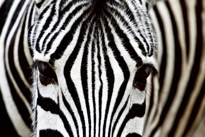Fototapetes - Zebra D-ART