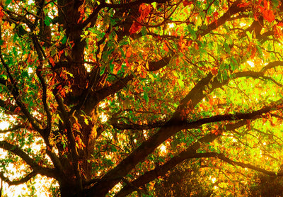 Kanva ar rudens ainavu - Burvīgs rudens (5 daļas, horizontāla) G-ART.