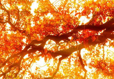 Kanva ar rudens ainavu - Burvīgs rudens (5 daļas, horizontāla) G-ART.