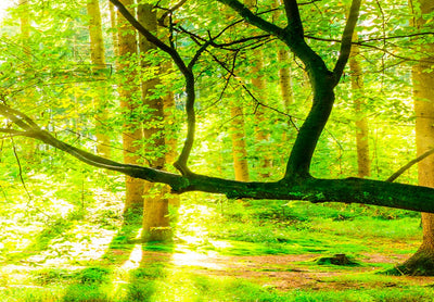 Kanva ar saulainu mežu - Meža straume (5 daļas) Šaura G-ART.